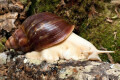 Archachatina puylaerti albino body adult